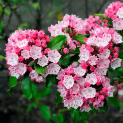 Berg-Lorbeer - Blüten wie kleine Kunstwerke