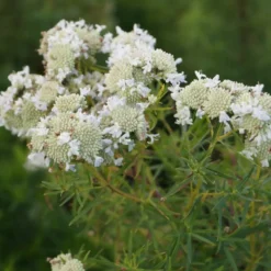 Bergminze - Der Bienenmagnet im Beet