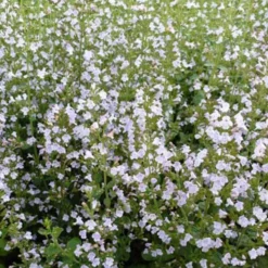 Bergminze - Wolke aus weißen Blüten