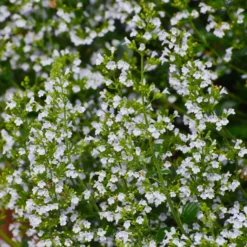 Bergminze - Wolke aus weißen Blüten