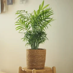Bergpalme - Grüne Ruhe für dein Zuhause