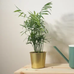Bergpalme - Grüne Ruhe für dein Zuhause