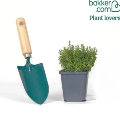 Berg-Sandkraut - Weißer Blütenteppich, ganz easy