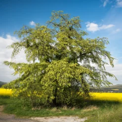 Bergulme - Schnell wachsender Schattenbaum