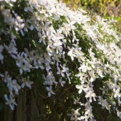 Berg-Waldrebe ‘Grandiflora’ - Weiße Blütenwolke im Nu