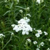 Bertrams-Garbe 'The Pearl' - Weiße Blütenbälle den Sommer lang