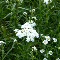 Bertrams-Garbe 'The Pearl' - Weiße Blütenbälle den Sommer lang