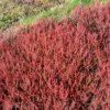 Besenheide Winter Chocolate - Farbe im Winter garantiert