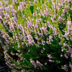 Besenheide Winter Chocolate - Farbe im Winter garantiert