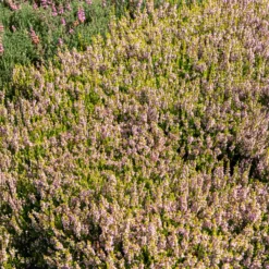 Besenheide Winter Chocolate - Farbe im Winter garantiert