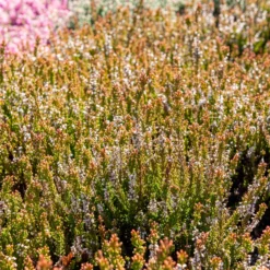 Besenheide Winter Chocolate - Farbe im Winter garantiert