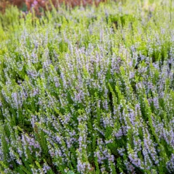 Besenheide Winter Chocolate - Farbe im Winter garantiert