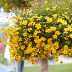 Bidens ‘Beedance Painted Yellow’ (x3) - Blütenkaskade den ganzen Sommer