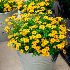 Bidens ‘Beedance Painted Yellow’ (x3) - Blütenkaskade den ganzen Sommer