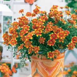 Bidens ‘Beedance Painted Yellow’ (x3) - Blütenkaskade den ganzen Sommer