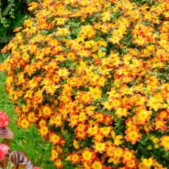 Bidens Blazing Glory - Sonne den ganzen Sommer