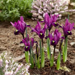 50 bienenfreundliche Blumenzwiebeln violett und weiß - Nektarbuffet für Bienen