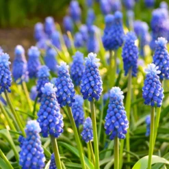 50 bienenfreundliche Blumenzwiebeln violett und weiß - Nektarbuffet für Bienen