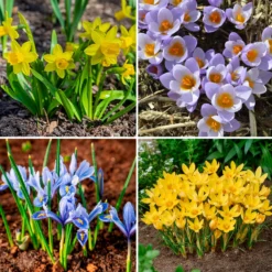 50 bienenfreundliche Blumenzwiebeln gelb und violett - Farbe & Bienen im Frühling