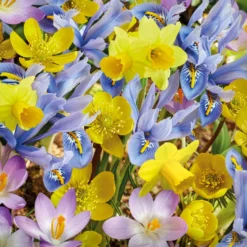 50 bienenfreundliche Blumenzwiebeln gelb und violett - Farbe & Bienen im Frühling