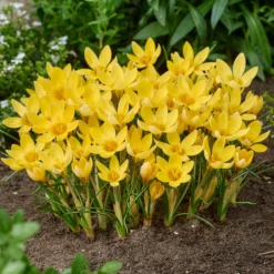 50 bienenfreundliche Blumenzwiebeln gelb und violett - Farbe & Bienen im Frühling