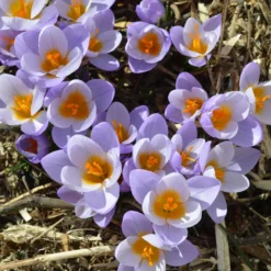 50 bienenfreundliche Blumenzwiebeln gelb und violett - Farbe & Bienen im Frühling