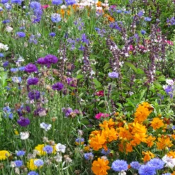 Bienen- & Schmetterlingsblumen Mischung - Summendes Blütenmeer im Nu