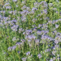 Bienenweide Phacelia tanacetifolia - Ein Fest für die Bienen