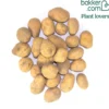 Bio-Kartoffel ‘Blanche’ (x25) - Cremig und schnell geerntet