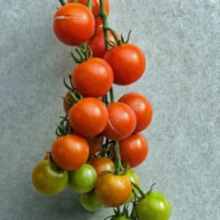 BIO-Kirschtomate - Süße Ernte den ganzen Sommer