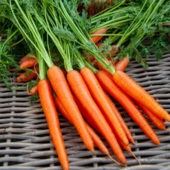 Bio-Möhre ‘De Colmar a cœur rouge 2’ - Süße Möhren aus dem Beet