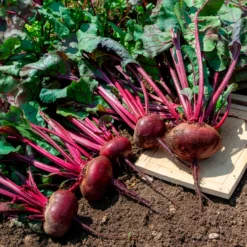 Bio-Rote Bete ‘D’Égypte’ - Zarte Rüben, schnelle Ernte