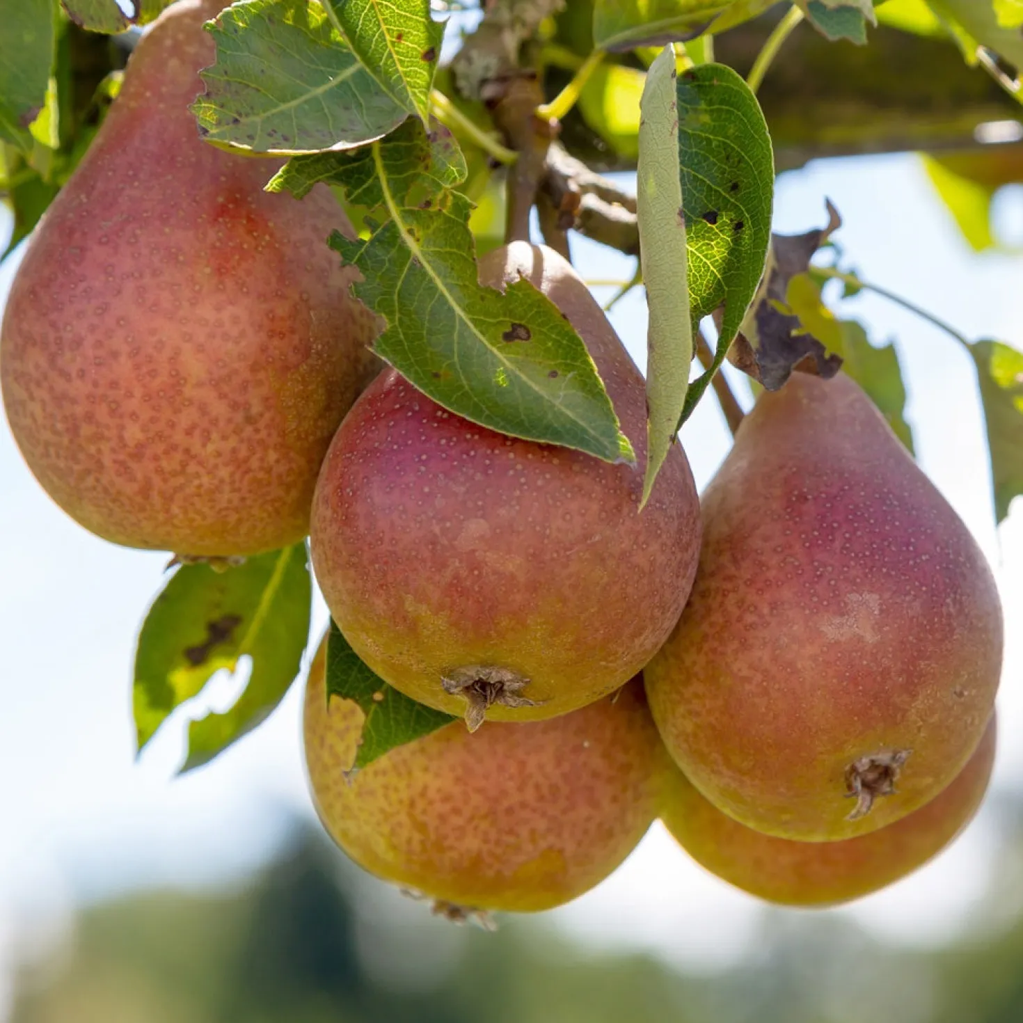 Birne Bonne Louise d'Avranches - Süße Birnen aus dem Garten