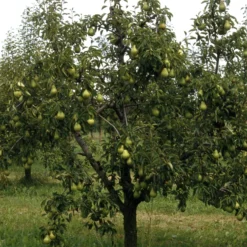 Birnenbaum 'Williams' - Saftige Birnen aus dem Garten