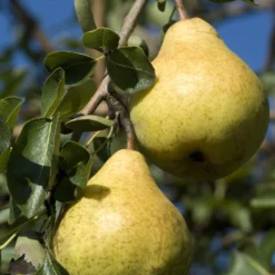 Birnenbaum 'Williams' - Saftige Birnen aus dem Garten