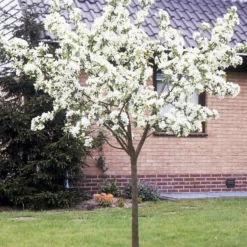 Birnenbaum 'Williams' - Saftige Birnen aus dem Garten