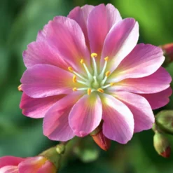 Bitterwurz ‘Sunset Strain’ - Farbfeuerwerk im Steingarten