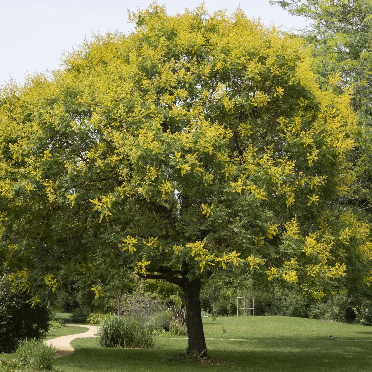 Blasenesche - Goldregen im Hochsommer