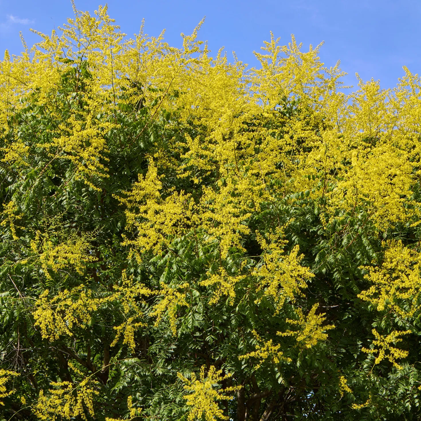 Blasenesche - Goldregen im Hochsommer