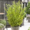 Blasenspiere Little Greeny® - Frisches Grün, null Aufwand