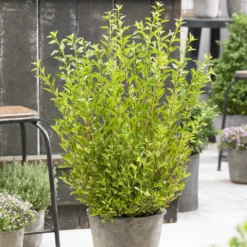 Blasenspiere Little Greeny® - Frisches Grün, null Aufwand