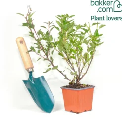 Blasenspiere Little Greeny® - Frisches Grün, null Aufwand