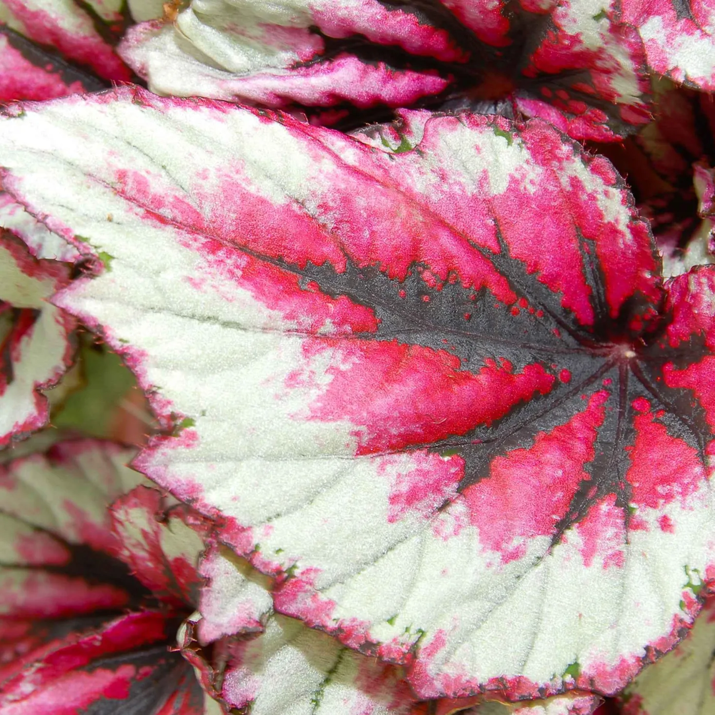 Blattbegonie 'Evening Glow' - Sonnenuntergang fürs Regal