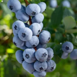 Blaubeere 'Brigitta Blue' - Späte Ernte, süßer Genuss