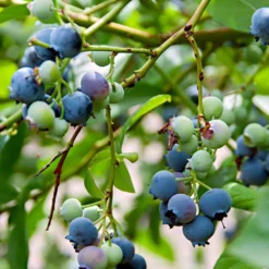 Blaubeere 'Little Blue Wonder' - Süße Ernte auf dem Balkon
