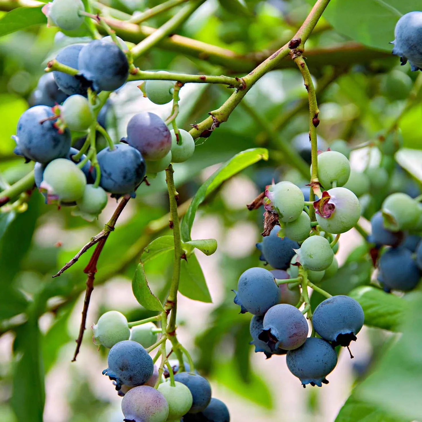 Blaubeere 'Little Blue Wonder' - Süße Ernte auf dem Balkon