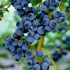 Blaubeere 'Little Blue Wonder' - Süße Ernte auf dem Balkon