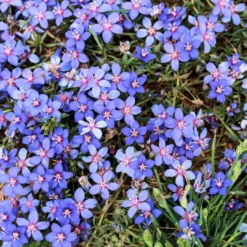 Blaue Anagallis (Linn-Leinkraut) - Blaue Blüten den ganzen Sommer