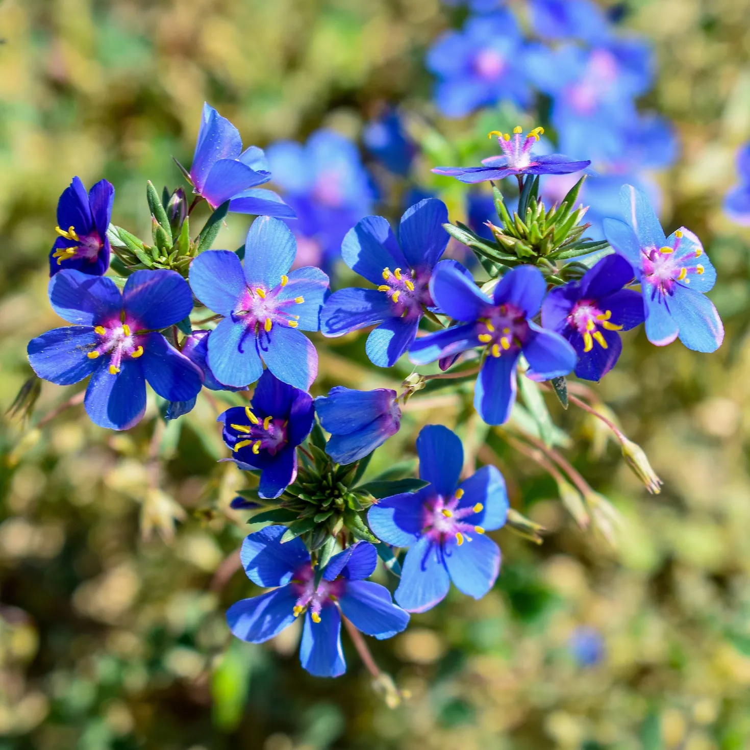 Blaue Anagallis (Linn-Leinkraut) - Blaue Blüten den ganzen Sommer