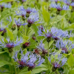 Blaue Bergflockenblume - Blaue Blüten den ganzen Sommer